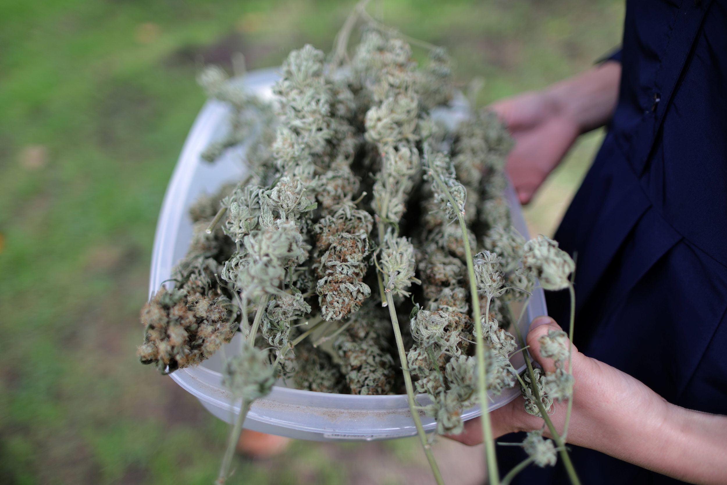 Natürliche CBD Blüten – Gönn dir nur das Beste, ohne Kompromisse