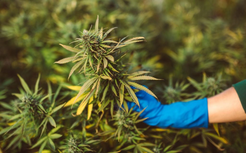 Natürliche CBD Blüten – Gönn dir nur das Beste, ohne Kompromisse